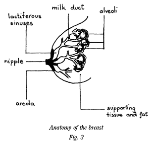 Anatomy of the breast